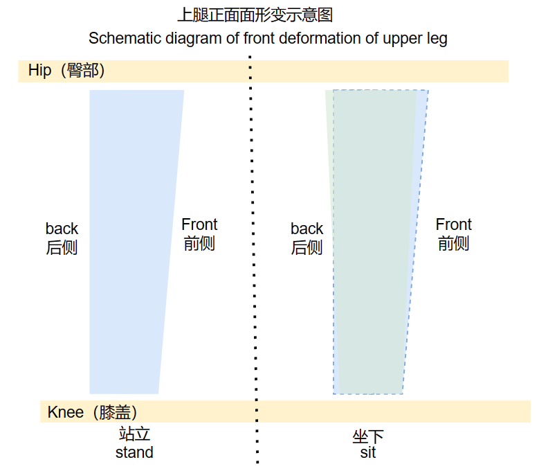 Schematic diagram of body deformation when standing and sitting with front wearing